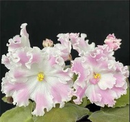 Зефир 非洲紫羅蘭 非洲堇 african violet