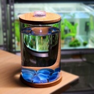 Betta Tank Mini Small Glass Fish Tank Desktop Microview Viewing Office Aquarium Glass Flower Container Fish Tank