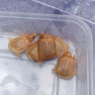 baby bulus labi labi albino