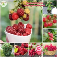 [Fast Delivery] Rare Raspberry Fruit Seeds for Planting (1000 seeds/pack, Suitable for Growing In Malaysia) - Bonsai Fruit Tree Seeds Live Plants Sweet Juicy Delicious Raspberry Fruits Potted Plant Seed Outdoor Real Plant Gardening Deco Benih Pokok Buah