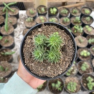 Abro Succulent Cactus Abromeitiella/