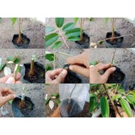 keratan tunas durian kunyit/musang king 5pcs