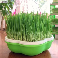 SN Green Seed Sprouter Trays Seed Sprouter Kit with Light Proof Dome for Seed Growing Germination SN