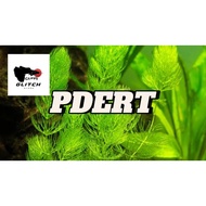 Aquatic Plants For Aquarium Guppy 1M-2F Pdert Trio