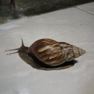 bekicot  bekicot hidup per 1 pcs