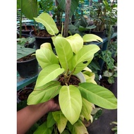 Philodendron Malay Gold (Fresh cut)