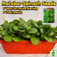 150pcs/pack Bonsai Malabar Spinach Seeds for Planting Full Seasons Vegetables Seeds for Gardening Be