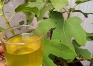 daun tin kering teh dried fig leaf tea / fruit buah ara (ficus carica L.) Common Fig Anjeer 无花果 Wúh