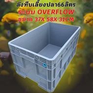 ลังพลาสติกแบบสูงทึบสีเทา ลังเปล่า ระบบover flow สำหรับเลี้ยงปลา อ่างเลี้ยงปลา กะบะเลี้ยงปลา อ่างปลาบ