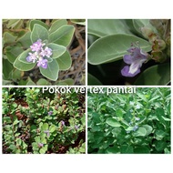 pokok Vertex Pantai..