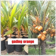 BIBIT KELAPA GADING ORANGE/BIBIT KELAPA