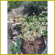 ◴ ♙ ☮ Variagated African Talisay Seedlings in soft poly bag