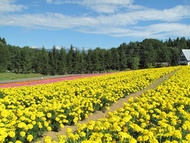 客製｜名古屋吉卜力公園.白川鄉合掌村.牧歌之里迷你小團五日【專屬包車】天天出發※不含機票