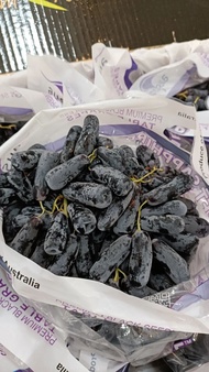 Buah Anggur Moondrop Ausbrand Premium Australian Table Grapes 9.5KG