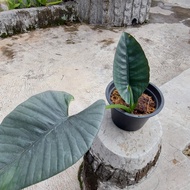 Alocasia Nebula hasil tanam sendiri