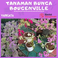 Tanaman Hias Bunga Bougenville Varigata - Bunga Bonsai Bougenville