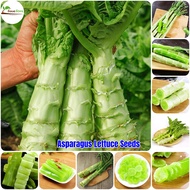 200pcs Asparagus Lettuce Seeds Vegetable Plants for Sale Microgreens Seeds Live House Plants Indoor 