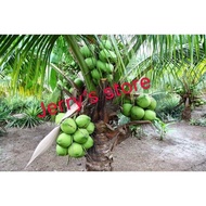 Anak pokok kelapa pandan wangi hybrid Siam / hybrid Thai Pandan coconut tree / 泰矮种香椰幼苗