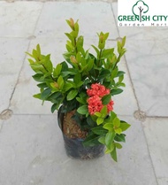 GNC - Live Plant Ixora Vietnam Outdoor Plant