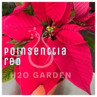 H2O - Poinsettia / 圣诞红 / Indoor Plant / Live Plant