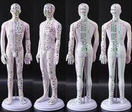針灸 穴位 經絡 人體模型 白底彩色 54 cm 女模型 男模型 $100 一個