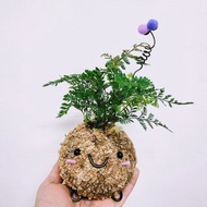 創意苔球│兔腳蕨│室內植物│窗邊植物│觀葉植物