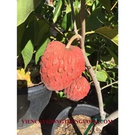 Xả giá siêu rẻ........ cây GIỐNG NA ĐỎ ÚC. 6 tháng cho trái