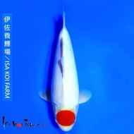 ikan koi import, Tanco kohaku Isa koi farm HQ size 45cm