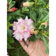 NEW READYSTOCK ADENIUM PUTIH BINGKAI PINK