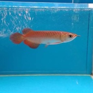 ikan arwana super red 15cm