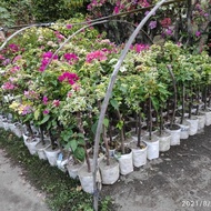 ready tanaman bibit bunga bougenville 3 warna batang besar MURAH