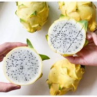 BUAH NAGA KUNING• GOLDEN PITAYA • 50 BIJI BENIH• SEED •