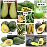 Pokok Buah Avocado seedless vietnam peterson hass kawin F1 code 034 peter+hass buscanner buccaneer b