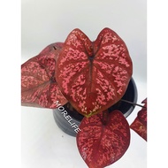 READY STOCK CALADIUM 7LUCK