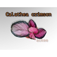 【hot sale】 Calathea crimson (please read description)