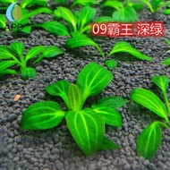 Echinodorus iguazu 2009 - Betel 09 - Aquatic Plant