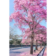 Tecoma Tabebuia Rosea real live outdoor plant 风铃木 anak pokok bunga Sakura Malaysia hidup hiasan ruma