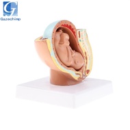 [Gazechimp] 9th Month Fetus/Foetus   Models Human Fetal Development Model Lab Supplies Educative