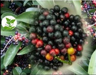 bugnay/bignay seeds(10pcs) wild cherry