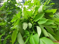 MADRE DE CACAO FRESH AND DRIED LEAVES ONLY