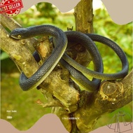 NEW TRENDY FASN 80 cm fake snake snake TOY fake rubber prank TOY haunted house halloween ECOSa