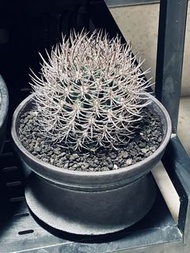 仙人球｜逆豹丸｜盆口 14cm｜主頁有塊根植物