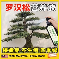 Podocarpus Spray Podocarpus Fertilizer 100ml Arhat Pine Spray Arhat Pine Nutrient Liquid Arhat Pine 