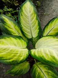 MARIAN AGLAONEMA-INDOOR OUTDOOR PLANTS-REAL OR LIVE PLANT