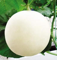 20 BUTIR BIJI / BENIH MELON MADU PUTIH WHITE HONEYDEW