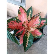 aglonema kocin