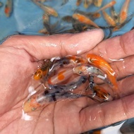 Ikan Koi Anakan F1 Import Dainichi Mix Lintanggroup9