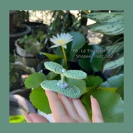 Handmade wool sprout hair clip