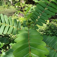 Kimanila ketepeng leaves 500 grams DN