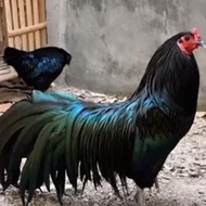 Telur ayam hias black Sumatra pheasant siap tetas
